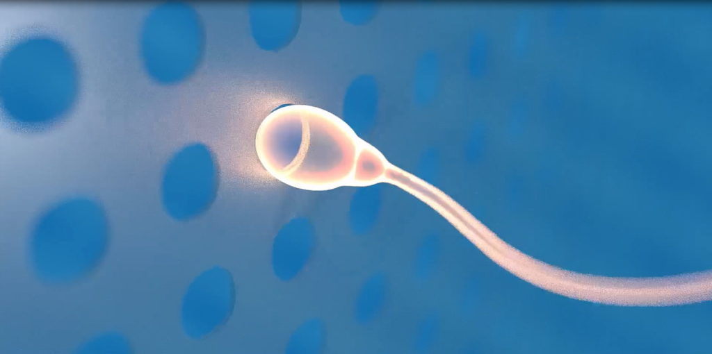 Sperm at the membrane hole 2